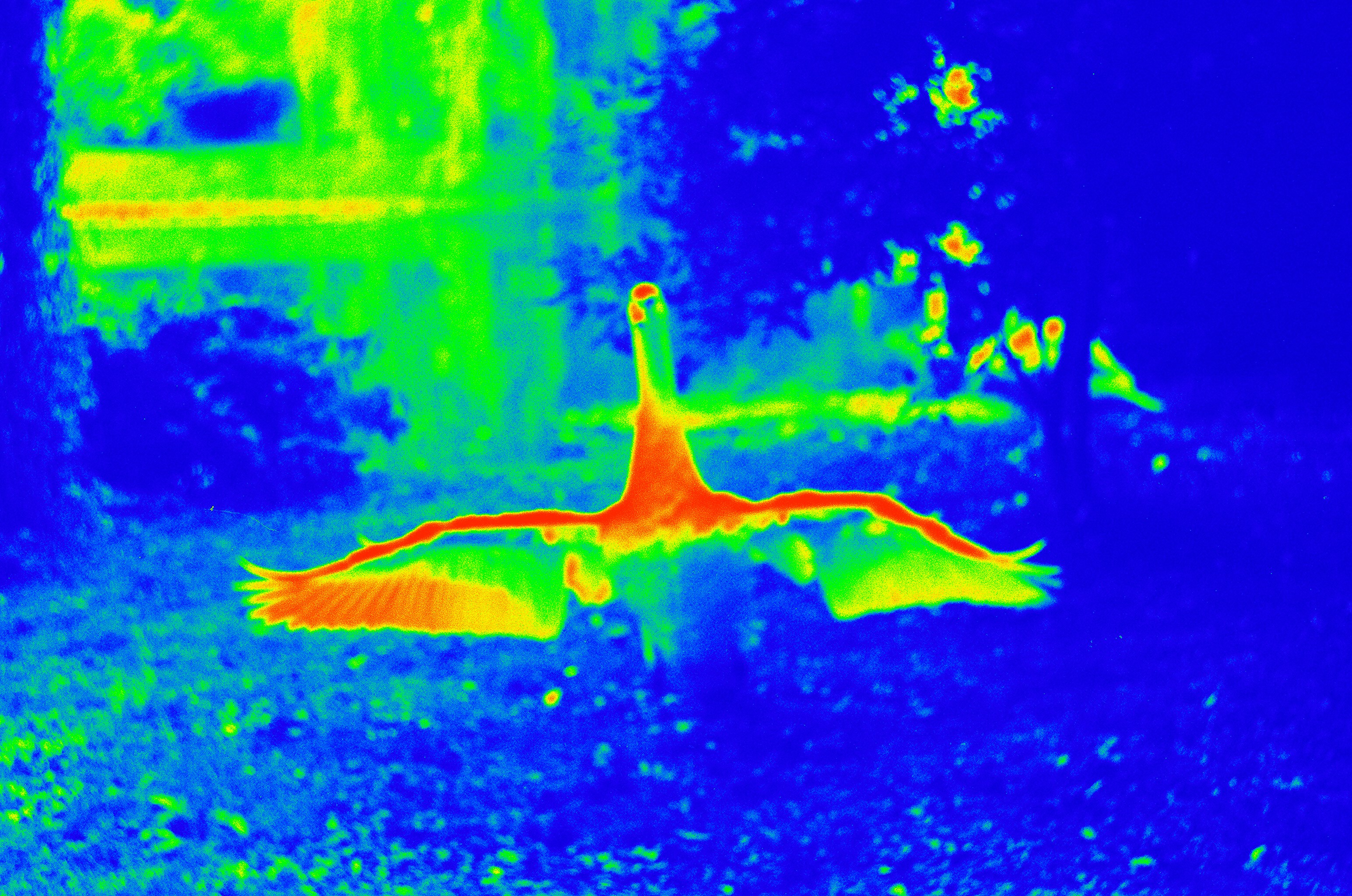 Thermal image used to detect hidden moisture and heat patterns